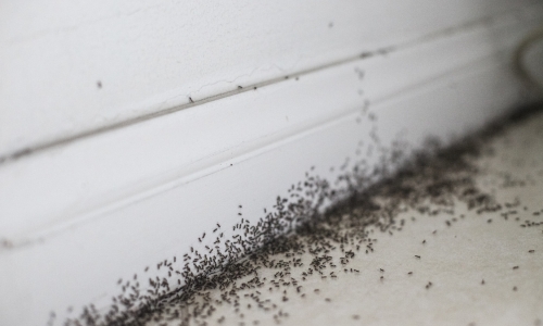 Ant pest control services in Yadadri Bhuvanagiri